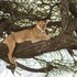 serengeti