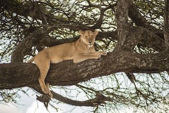 serengeti