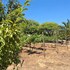 valle de guadalupe