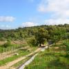 la gioiosa