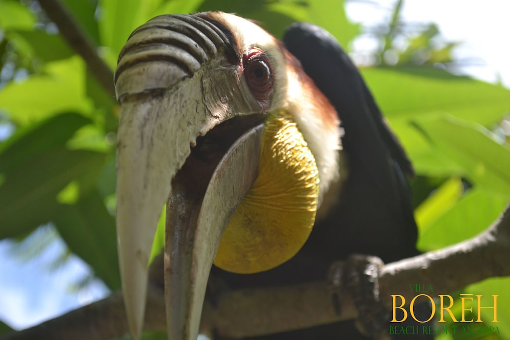 villa boreh beach resort and spa