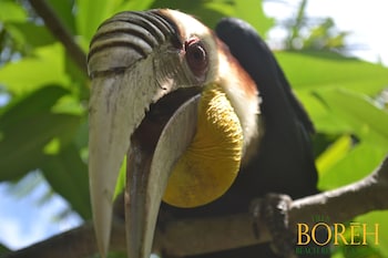 villa boreh beach resort and spa