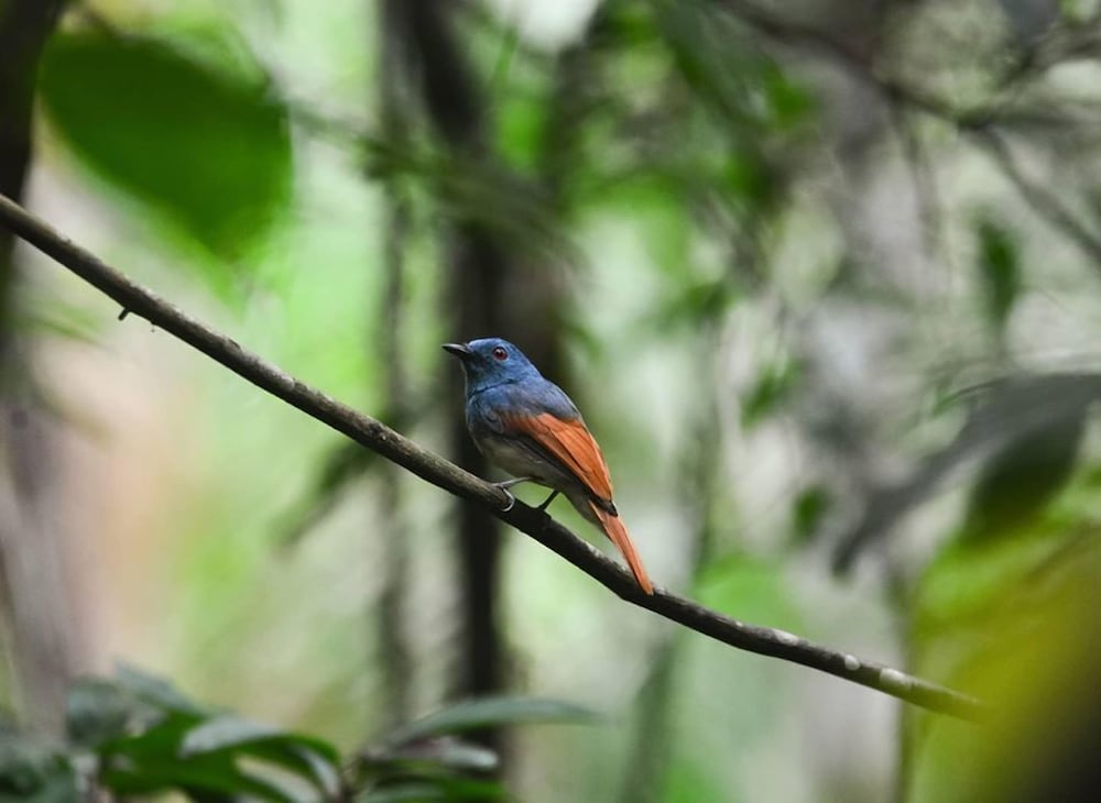 the satwa elephant ecolodge