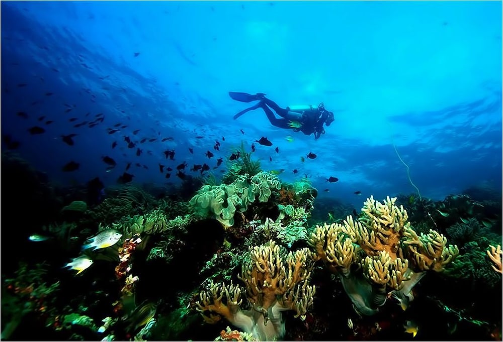 wakatobi patuno resort by sahid