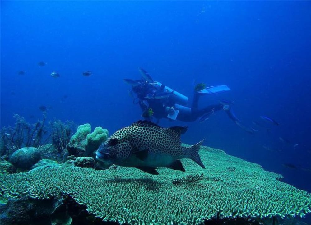 wakatobi patuno resort by sahid