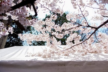 tora hotel sensoji sunny