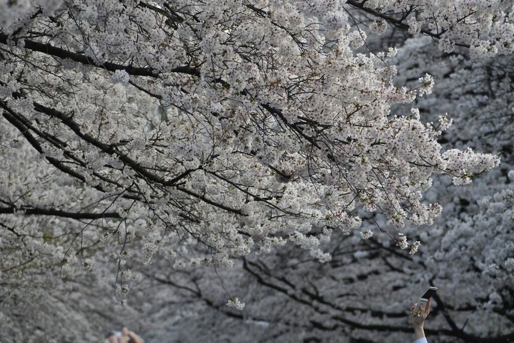 tora hotel sensoji sunny