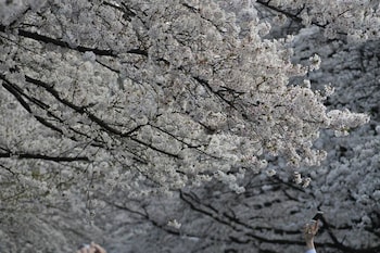 tora hotel sensoji sunny