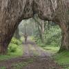 Elewana Arusha Coffee Lodge,Arusha National Park>>Arusha,4 star