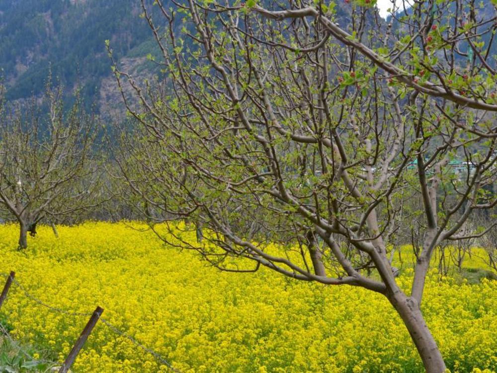 gezellig inn kanyal villas