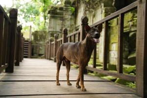 den hotel totonou siem reap