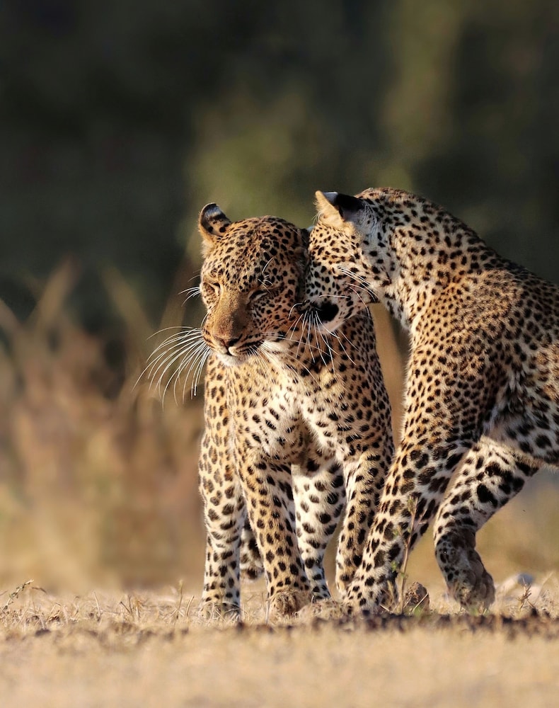 south luangwa national park