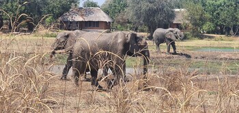 south luangwa national park