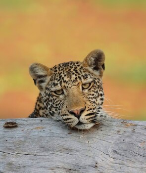 south luangwa national park