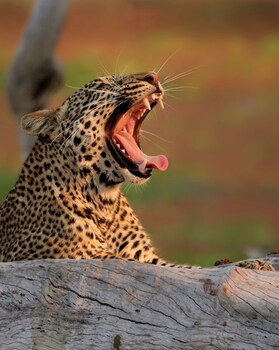 south luangwa national park