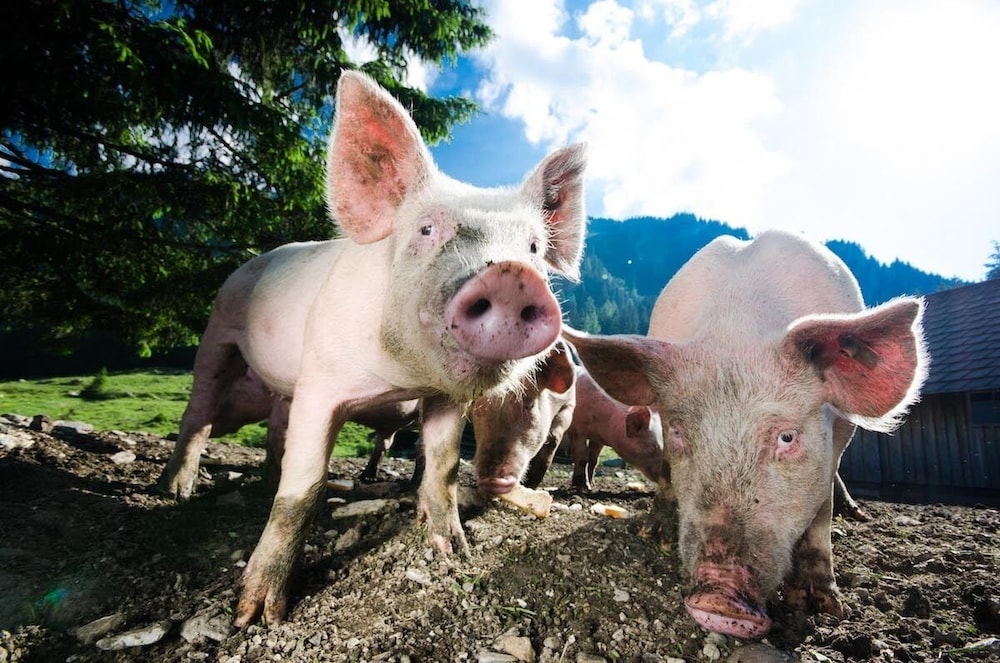 holzboxen planneralm