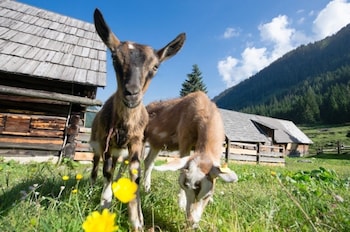 holzboxen planneralm