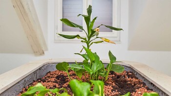 boutique garden rooms