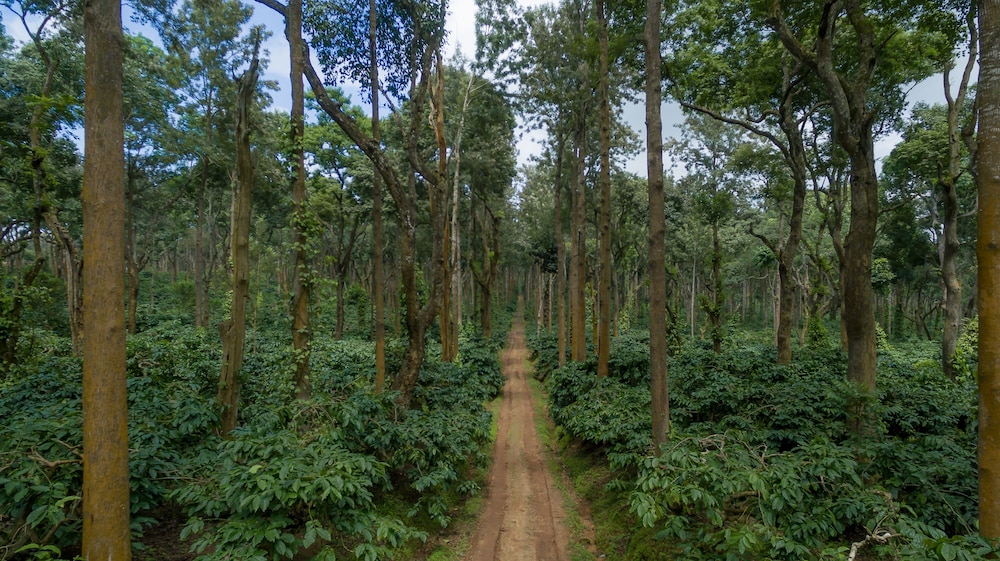 chikkamagaluru