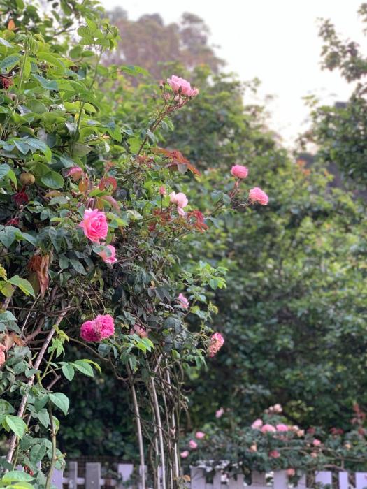 hotel jc grand kodaikanal