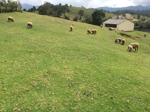 hotel jc grand kodaikanal