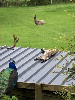 the peacock shepherds hut at hafoty boeth