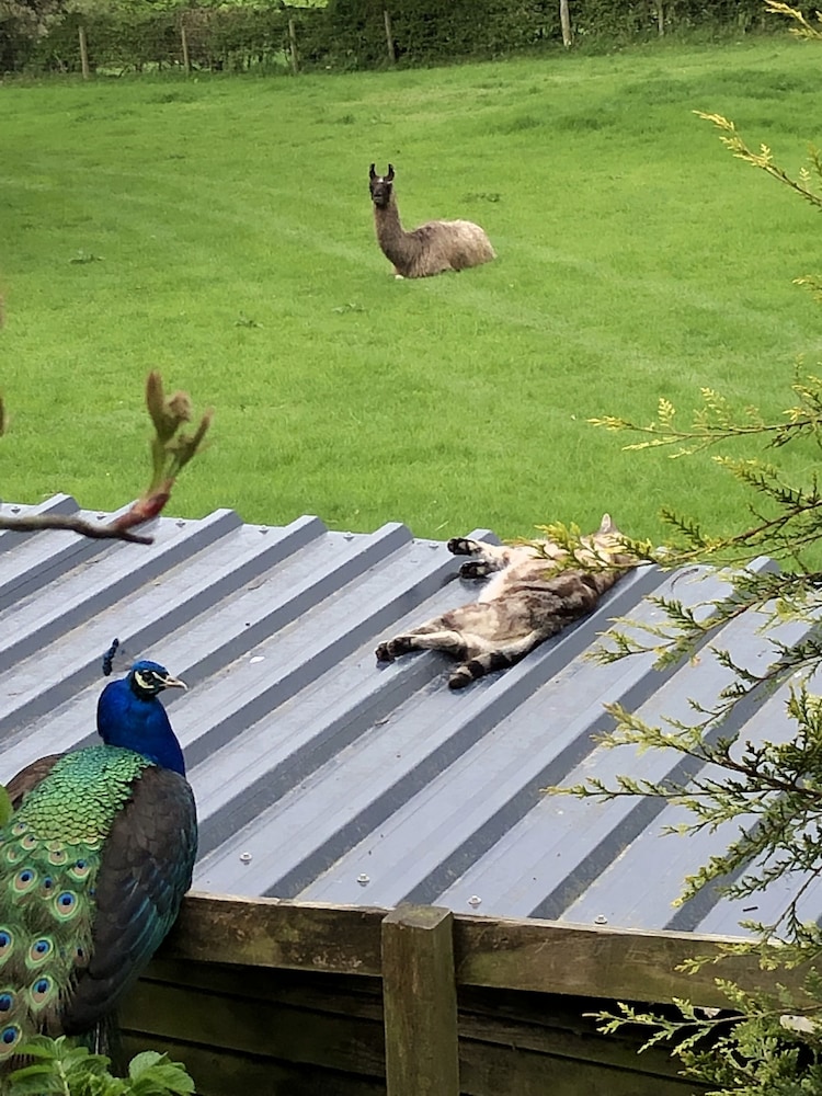 the peacock shepherds hut at hafoty boeth