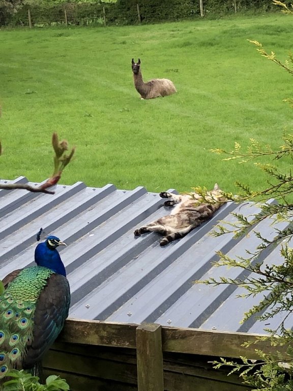 the peacock shepherds hut at hafoty boeth