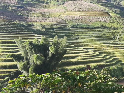 mu cang chai