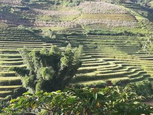 mu cang chai