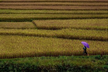 mu cang chai