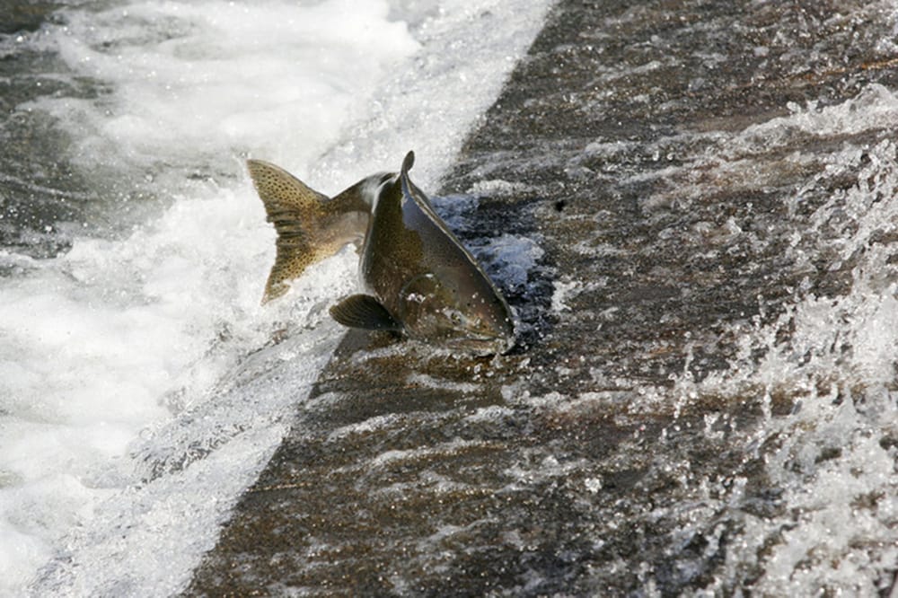 fairfield inn by marriott issaquah