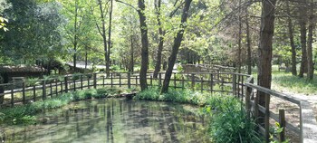 orsomarso