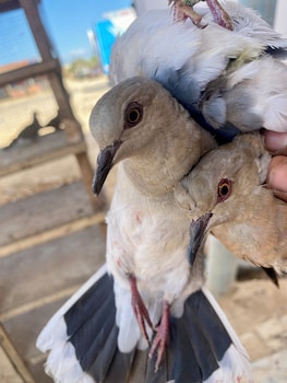 seven seasons hospitality