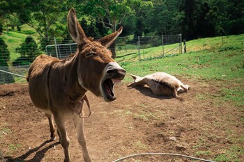 whispering valley cottage retreat