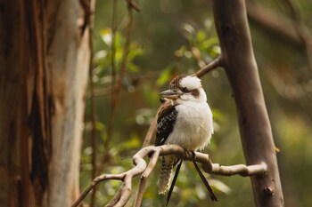 whispering valley cottage retreat