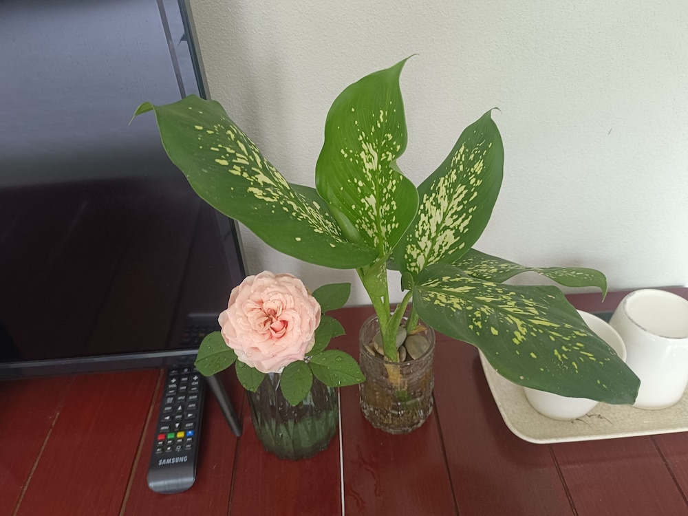 vang vieng champa hotel