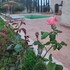riad bini ddik