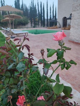 riad bini ddik