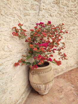 riad bini ddik