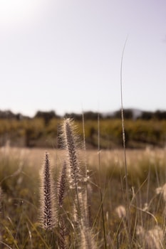valle de guadalupe