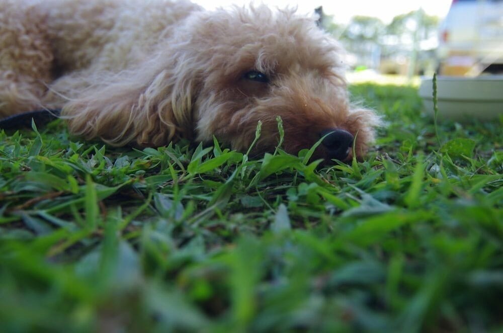 picnic garden glamping
