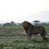 serengeti