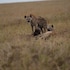 serengeti