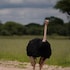 serengeti
