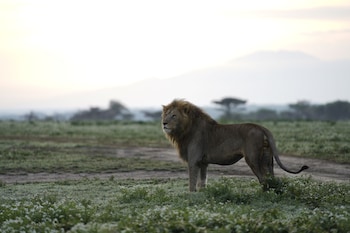 serengeti