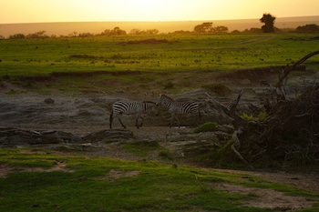 serengeti