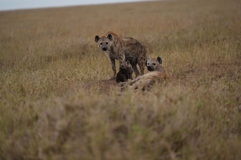 serengeti