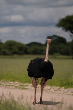 serengeti