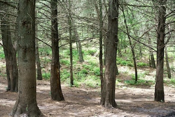 estancia grande
